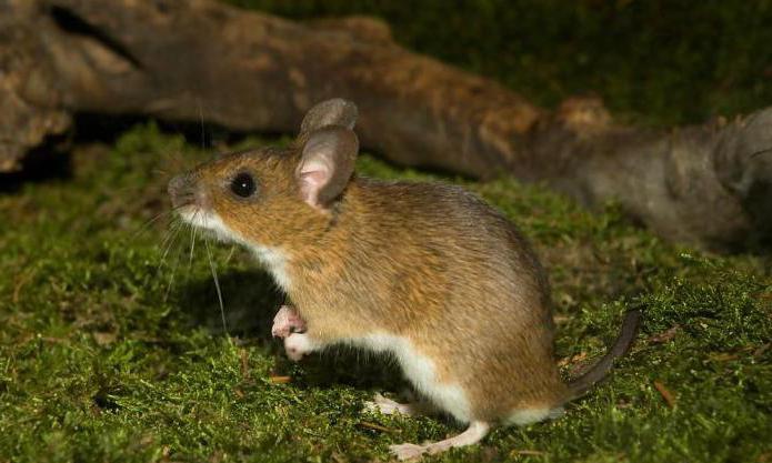 עכבר צהוב צוואר