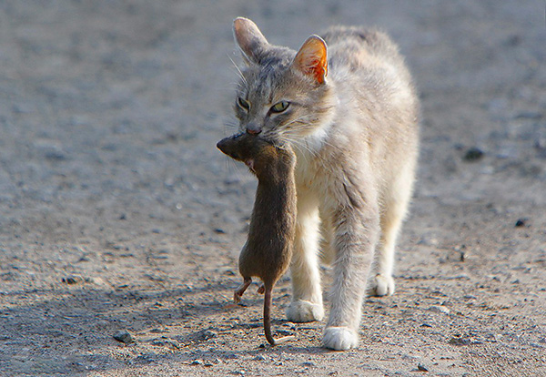 החתול נושא עכבר בין שיניו