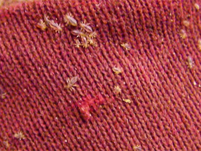 כיני בגדים (פשתן)