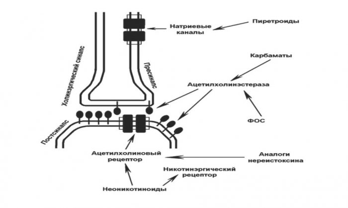 מנגנון הפעולה של קוטלי חרקים על מערכת העצבים של חרקים