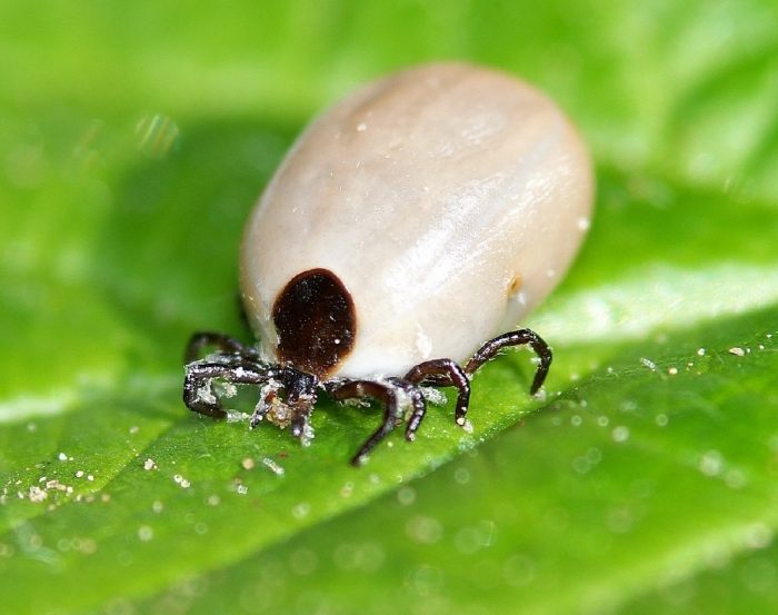 קרצית נקבה לאחר שהרטיבה את עצמה בדם