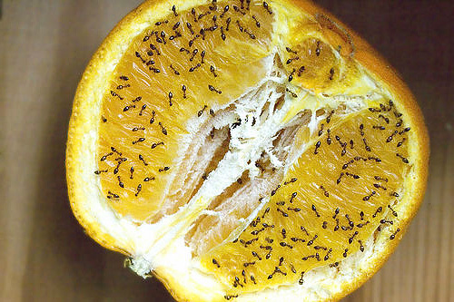 נמלים על תפוז חתוך