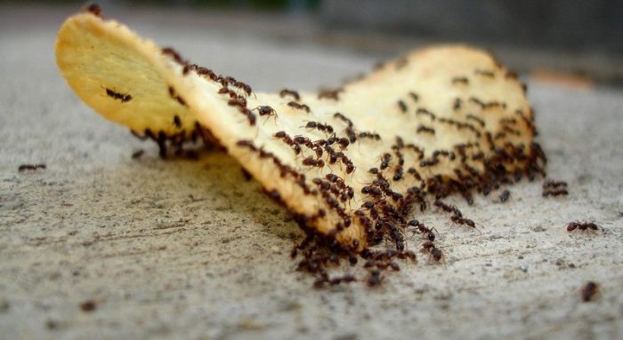 נמלים על צ'יפס