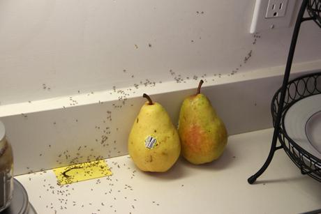 נמלים על שני אגסים צהובים