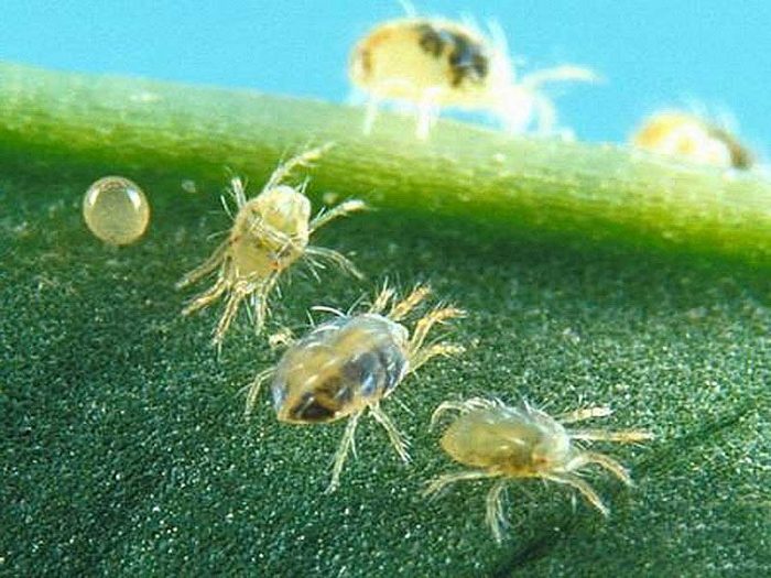 קרצית אטלנטית