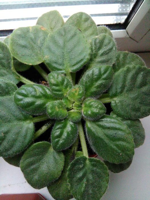 קרדית רקפת על עלי סגול