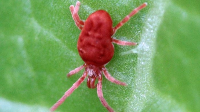 קרדית עכביש אדומה