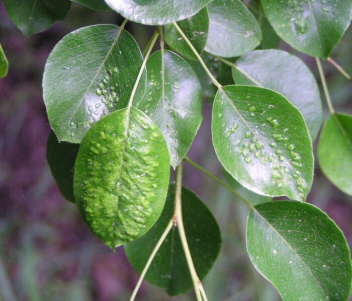 גלים על העלים