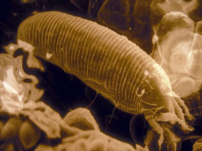 קרדית עכביש המרה