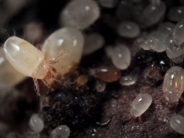 קרדית השורש (פקעת)