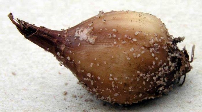 מושבת קרדית שורש על בצל