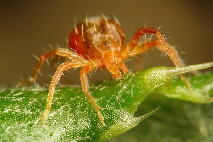 קרדית עכביש עוזרר