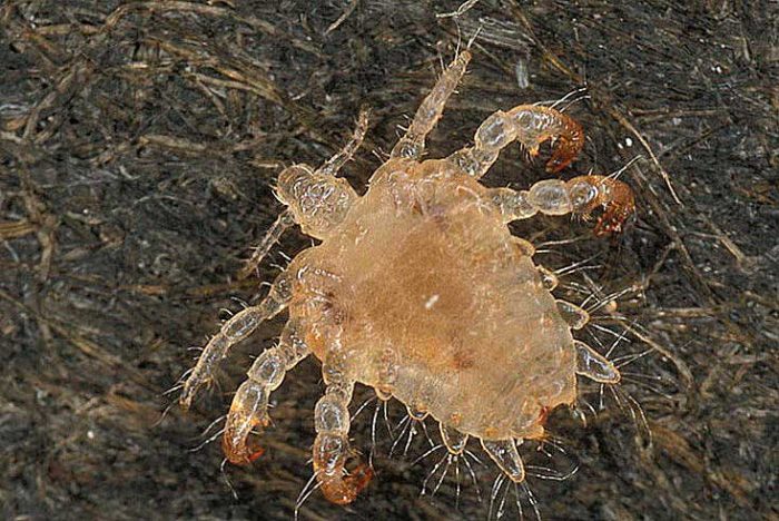 קרדית קקטוס (שטוחה)