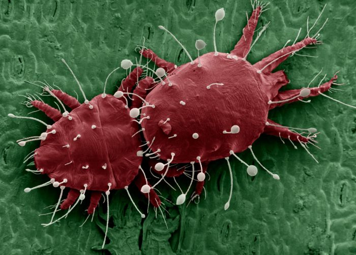 קרדית עכביש מזויפת