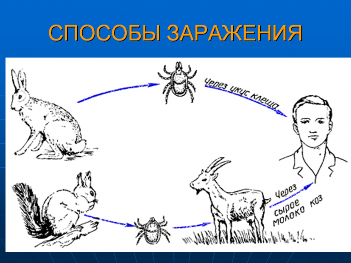 דרכי הדבקה בדלקת המוח הנישאת על ידי קרציות