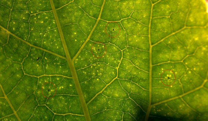 נקודות שחורות על העלים