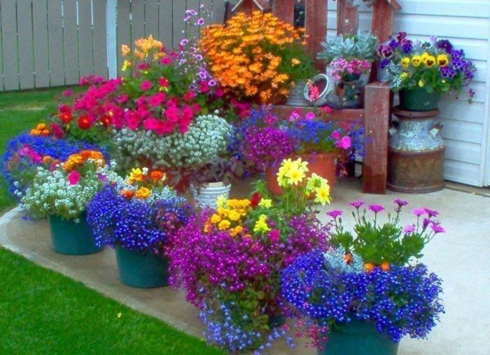 פרחים בעציצים בחוץ