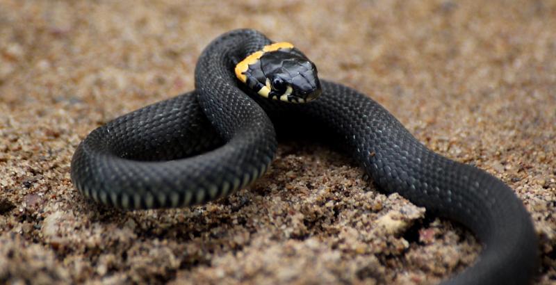 מה לעשות אם יש נחשים בנכס שלכם