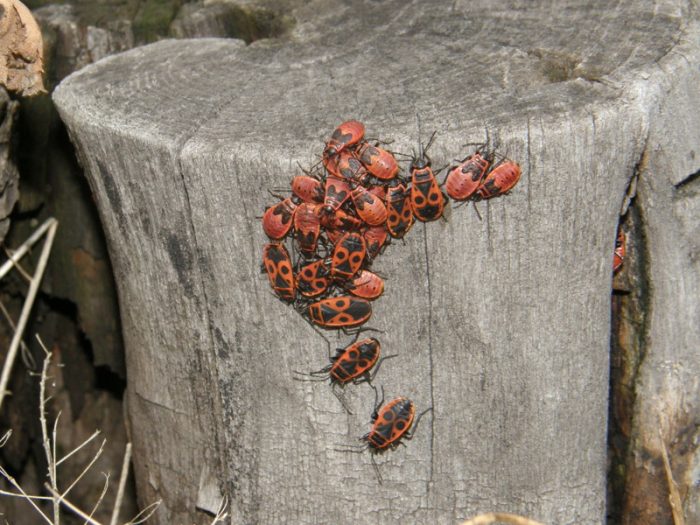 חרקי חייל על גדם עץ