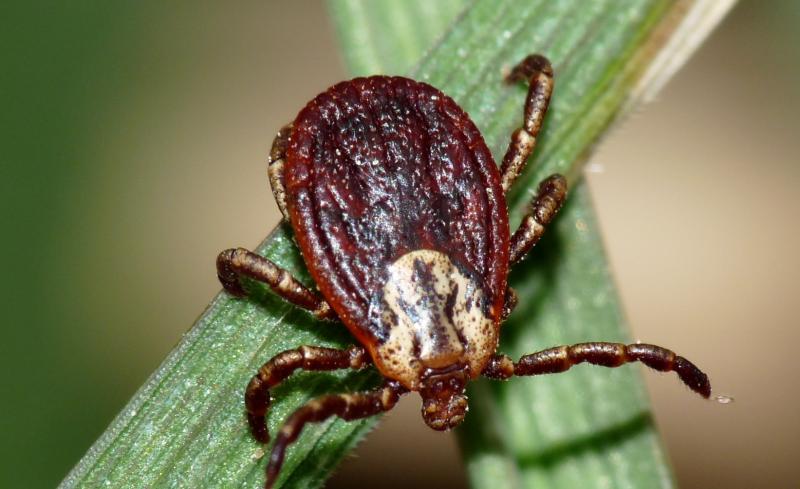 קרצית דלקת המוח: לא בדיוק השם הנכון, אבל סכנה ממשית