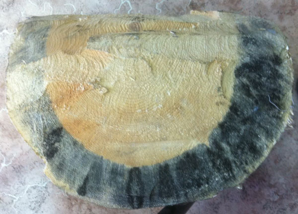 עובש כחול בעץ