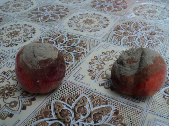 עובש אפור על אפרסקים