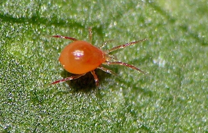 פיטוזיולוס