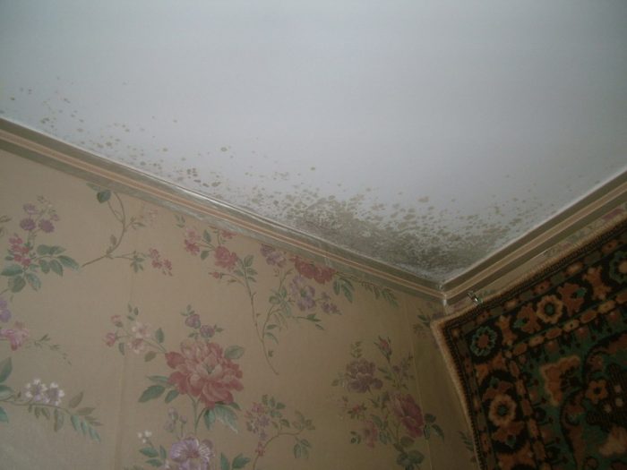 עובש על התקרה