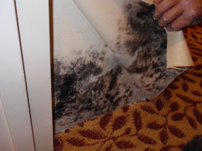 הקיר והטפט מעופשים