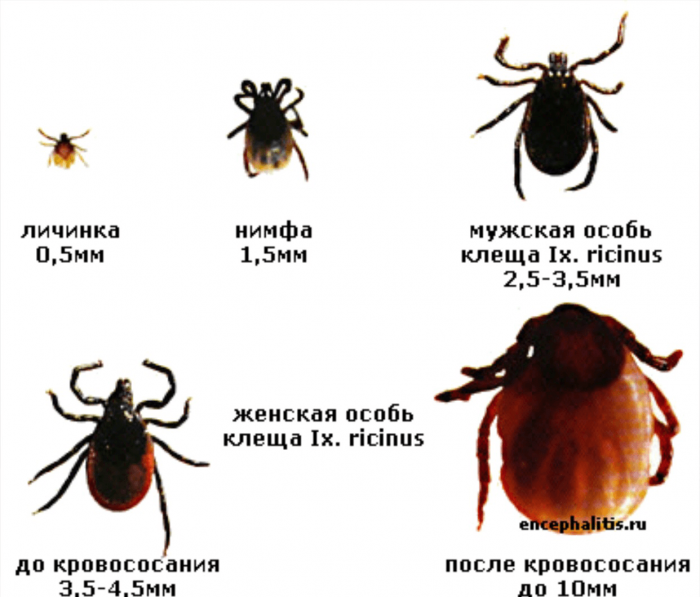 זחלים, נימפות וקרציות בוגרות לפני ואחרי האכלה