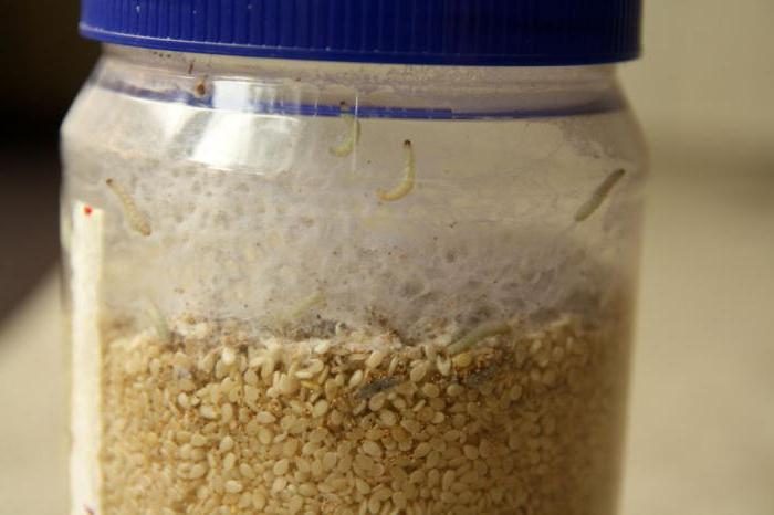 זחלי עש המזון