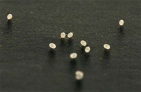 ביצי עש מזון