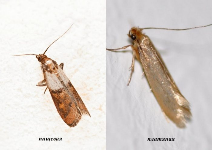 עש המזון ועש הבגדים