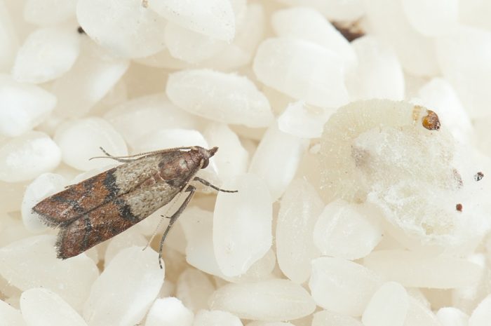 ביצי עש מזון במזון