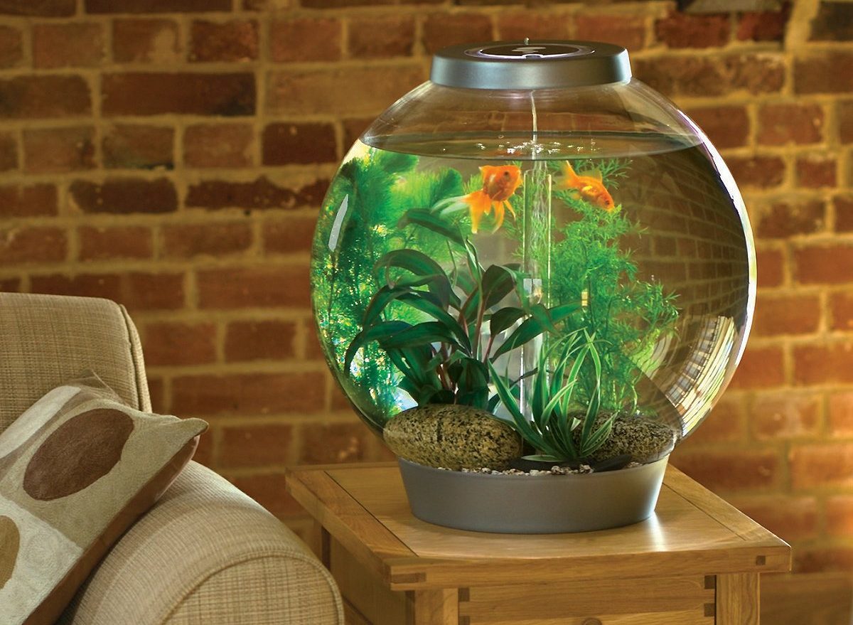 5 סיבות נפוצות למים עכורים באקווריום וכיצד לתקן אותן