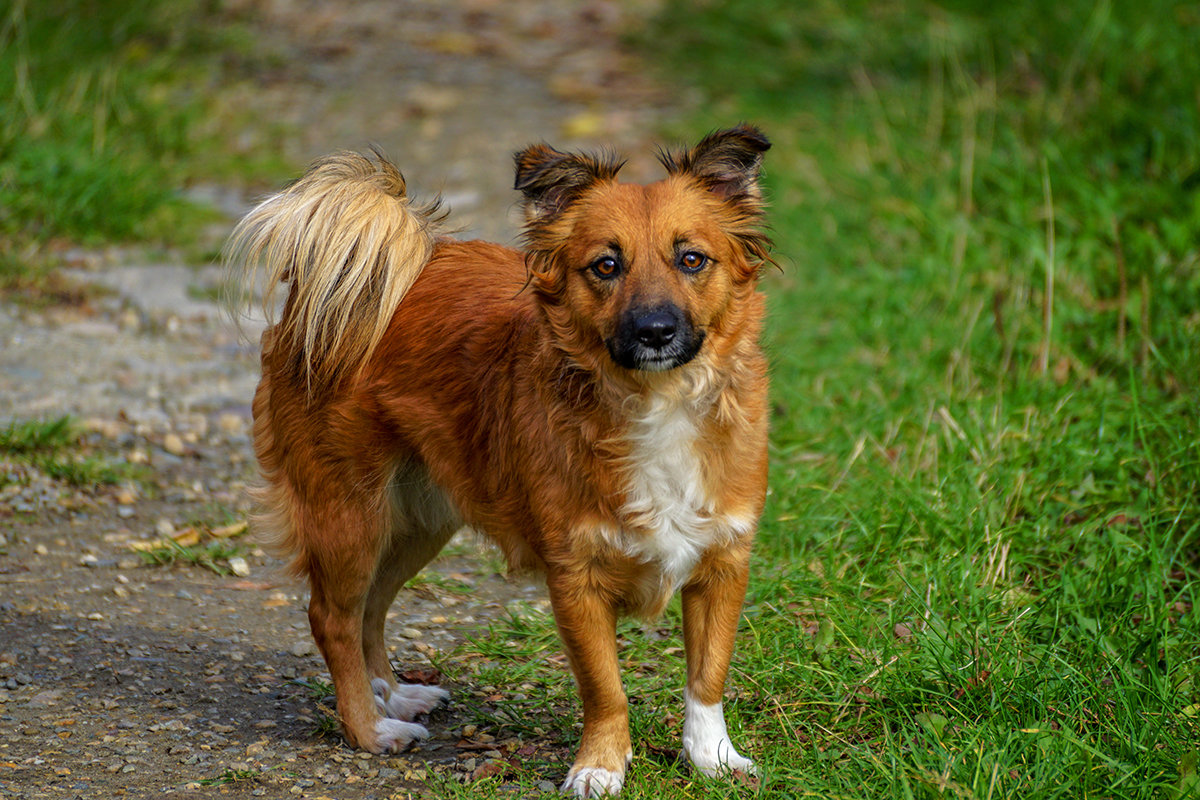 על מה מזהיר אותך כלב מוזר שנכנס לחצר שלך: סימנים ואמונות טפלות