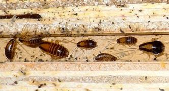 זחלי ג'וק פרוסיים בגילאים שונים