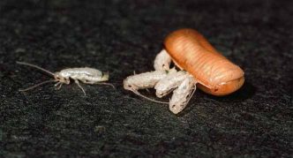 אוטקה וזחלים