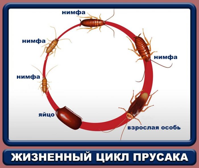 מחזור החיים של ג'וק