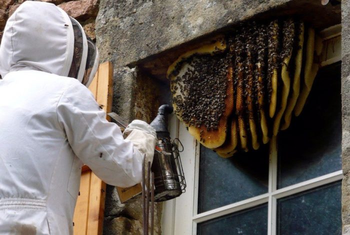 הסרת קן צרעות