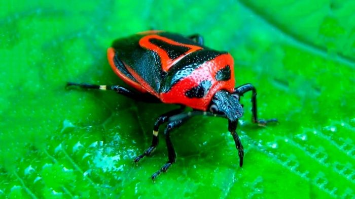 סוג מציצת הפה של החרק