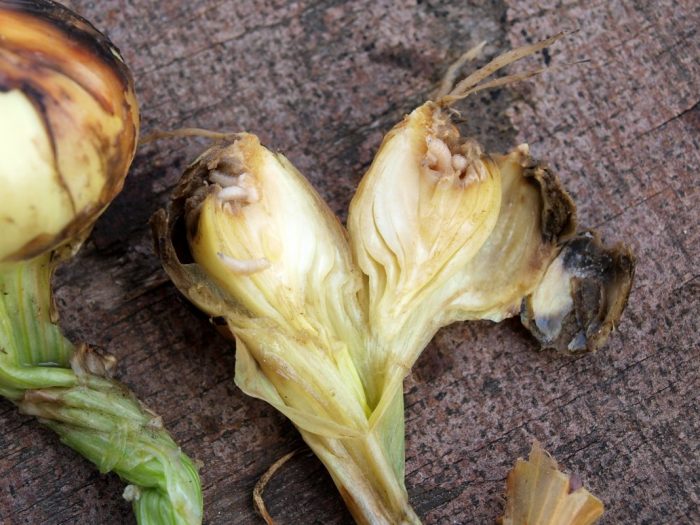 נורה שנפגעה ממזיקים