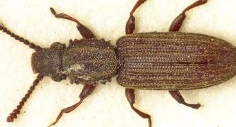 חיפושית קמח