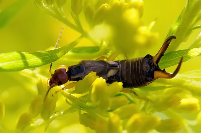 אוזנין על צמח