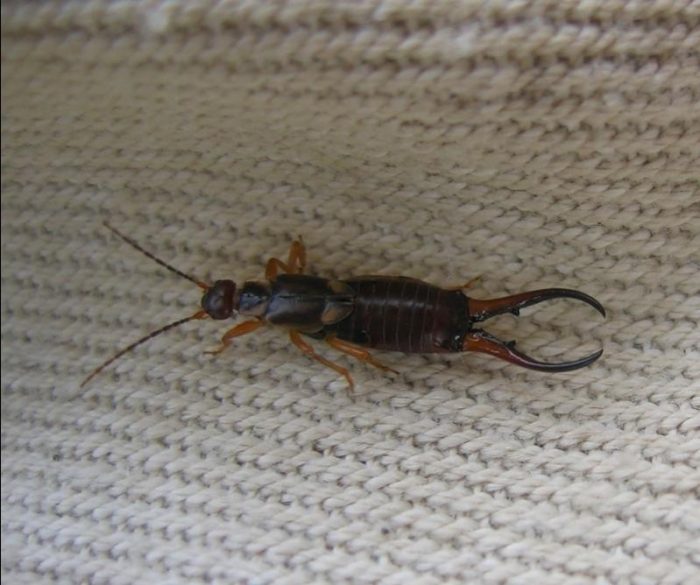 אוזניים בבית