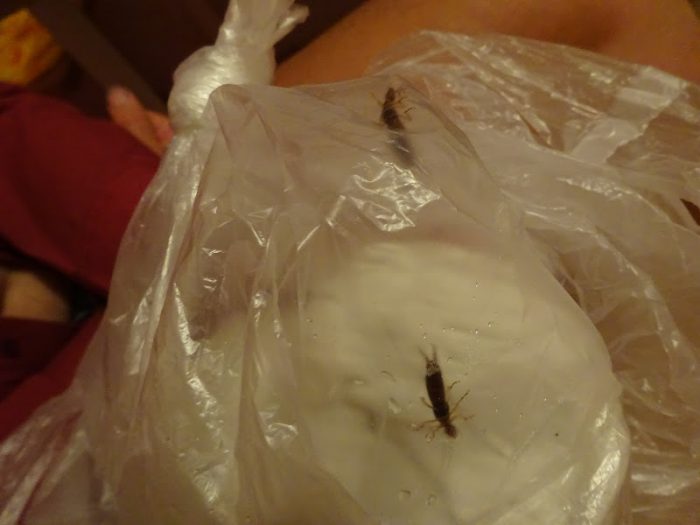 האוזן ניזונה משאריות מזון.