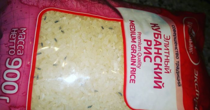 דגנים באריזות עם חיפושיות