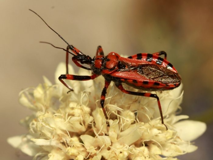 אנטנות חושיות של פשפש