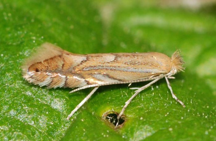 עש תפוחי אדמה