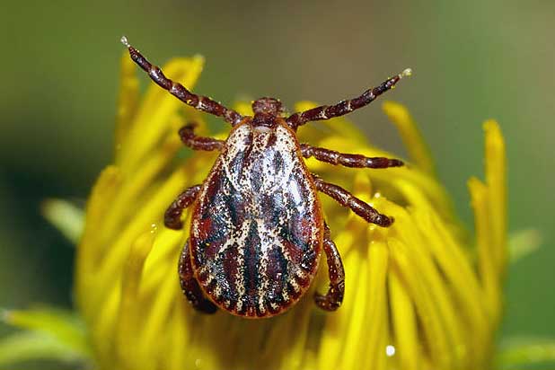 קרצית יער איקסודיד